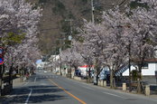 「鬼怒川温泉さくらまつり」