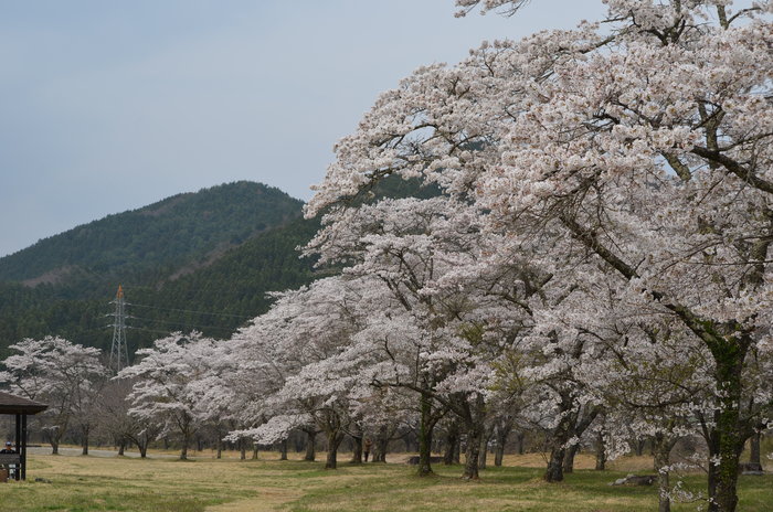 �u���S�삳��������v�F4/17