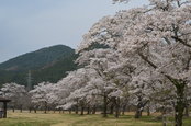 �u���S�삳��������v�F4/17